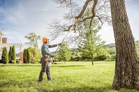 Reliable Rehoboth Beach, DE Tree Removal Solutions