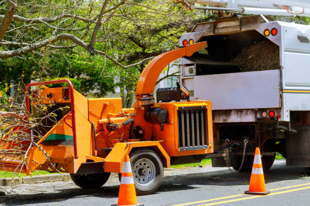 How Our Tree Care Process Works  in  Rehoboth Beach, DE