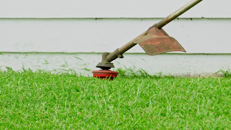 Best Lawn Disease Treatment  in Rehoboth Beach, DE